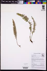 Image result for Lellingeria