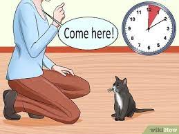Training a cat to come requires no special skills, and cats understand very quickly that they get a nice reward each time they do it. How To Train Your Cat To Come To You 14 Steps With Pictures