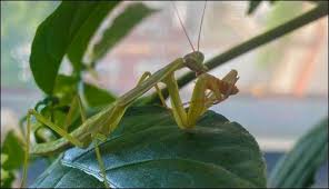 A mantis has a mobile head that can turn around like humans can, large eyes, large front legs to grab prey and four. The Praying Mantis A Gardener S Friend Homestead Org