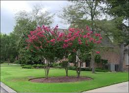 Buy arizona fruit tree (fig), nut trees, bamboo plants, flowering tree, grapevines, berry plants, and shade trees. Crape Myrtle Trees For Sale Arizona Flowering Trees Crape Myrtle Myrtle Tree Flowering Trees