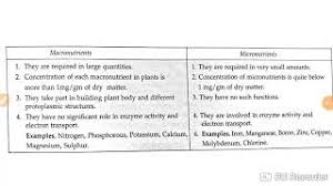Certain cam plants show a requirement for na for the expression of crassulacean acid metabolic pathway. Differences Between Macronutrients And Micronutrients Youtube