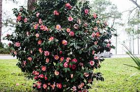 Camellia Sasanqua Sasanqua Camellia North Carolina Extension Gardener Plant Toolbox In 2020 Shade Garden Plants Plants Spring Flowering Trees