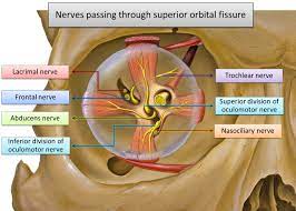 Superior Orbital Fissure Anatomia E Fisiologia Fisiologia Ensino De Matematica