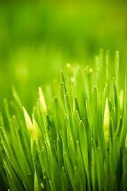 Go Green Tips To Green Up Your Lawn Bless My Weeds Grass Alternative Growing Grass Grass Texture Seamless