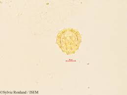 Image result for Cienfuegosia gerrardii