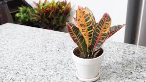 They can be grown outdoors in warm and humid climates, but otherwise, it's best to grow them as houseplants or seasonal additions to your landscape. How To Plant Grow Croton Houseplants Miracle Gro