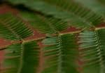 Image result for Newtonia buchananii
