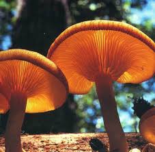 Image result for Psilocybin