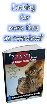 The causes for bone cancer are not yet well understood, but it is fairly easy to diagnose. Boxer Dog Cancer What Owners Need To Know