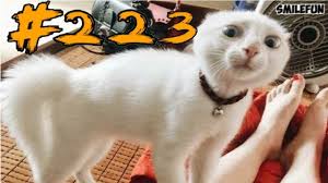 Koty 2019 Smeshnye Koshki Prikoly S Koshkami I Kotami Do Slez Smeshnye Koty Funny Cats Youtube