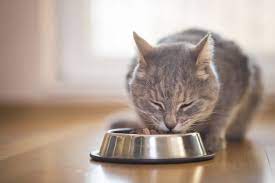 What Cat Food is Best? - Lake City Animal Hospital