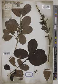 Image result for Manilkara kauki