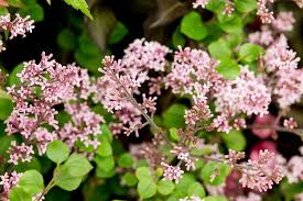 Image result for Syringa meyeri ´Palibin