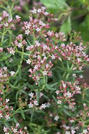 Image result for Crassula sarcocaulis