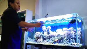 Atau ingin tahu model aquarium air tawar dan cara menghias aquarium murah? Cara Membuat Aquarium Air Laut Untuk Pemula Youtube