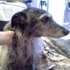 Va ipo3 leo von der zenteiche son. Deerhound Borrowmydoggy Leaving Pawprints Of Happiness
