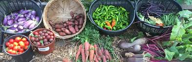 Thread in the vegetables and fruit forum forum by newyorkrita: Gardening Classes In Santa Fe Home Grown New Mexico