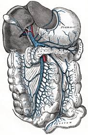 It carries the nutrient rich blood to the liver which is further processed there and returned back to the heart via inferior vena cava. Portal Vein Wikipedia