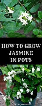 How To Grow And Care For Jasmine Plant Home Gardeners Jasmine Plant Plants Jasmine Flower