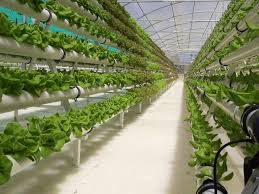 Even if you're a beginner you can build these homemade hydroponic systems with easy supplies and little to no skills. Useful Ideas For The Hydroponic Gardening For Your Garden