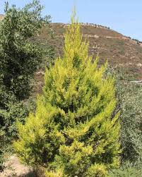 Image result for Cupressus macrocarpa