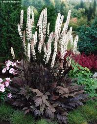 We did not find results for: Cimicifuga Racemosa Atropurpurea Havlis Cz Shade Loving Perennials Shade Plants Shade Perennials