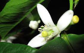 Dreamstime is the world`s largest stock photography community. Flowering Lemon Tree Gardenblog2013