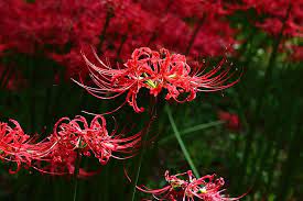 Maybe you would like to learn more about one of these? Lycoris Spider Lily A To Z Flowers