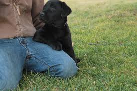 We did not find results for: Starlite Labradors Home