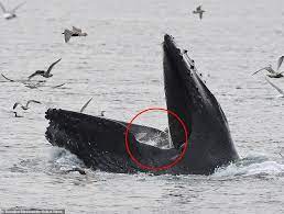 The humpback whale (megaptera novaeangliae) is a species of baleen whale. Huge Humpback Whale Grabs Seagulls In Its Mouth As It Swallows A School Of Fish Daily Mail Online
