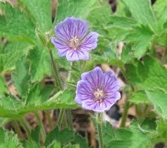 Image result for Geranium bohemicum Orhcid Blue