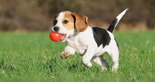 In the wild, you don't often get too many chances to escape a dangerous situation. The Stages Of Puppy Growth Cesar S Way
