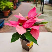 Image result for Begonia pulcherrima