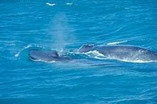 See whale stock video clips. Blue Whale Wikipedia