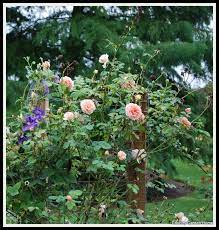 A Few Blooms For Friday David Austin Roses Dream Garden Clematis