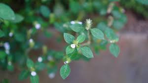 Image result for Asystasia mysorensis