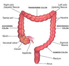 The 35 parts of a kitchen sink detailed diagram. The Human Digestive System Organs Functions And Diagram