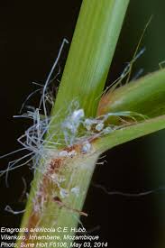 Image result for Eragrostis arenicola