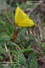 Image result for Cissus faucicola