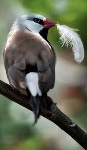 Black Bird With Long Tail And Red Beak Pin On Chirps And Cheers