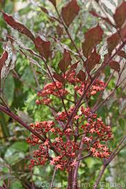 Image result for Leea guineensis