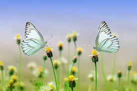 Butterflies are some of the most uniquely beautiful creatures on earth, and they've infatuated some of history's greatest artists. 20 000 Butterfly Pictures Images Hd