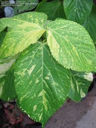 Image result for Acalypha lanceolata