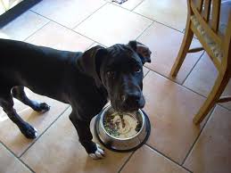 The Ultimate Guide To Feeding Your Great Dane Puppy