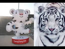 Or protected plant and animal species. The White Tiger Is A National Symbol Of South Korea Soohorang Is The Mascot For The Winter Olympics Youtube