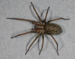 Despite their often large and hairy appearance, huntsman spiders are not considered to be dangerous spiders. Wrongly Accused 3 Spiders May Not Kill Human Tissue After All Live Science