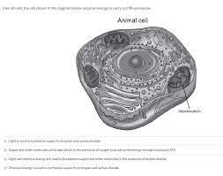 Maybe you would like to learn more about one of these? Atp Is Produced During The Process Of Cellular Respiration Brainly Wasfa Blog