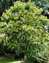 Sweet Shade Hymenosporum Flavum Orange Scented Backyard Plants Shade Trees Wholesale Plants