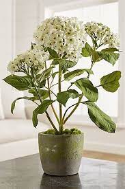 A Garden Favorite The Potted Hydrangea Plant Brings Its Signature White Clustered Blossoms Indoors As A Fool The Planting Hydrangeas Plants Hydrangea Potted