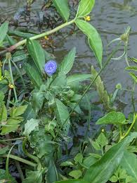 Image result for Crassocephalum rubens